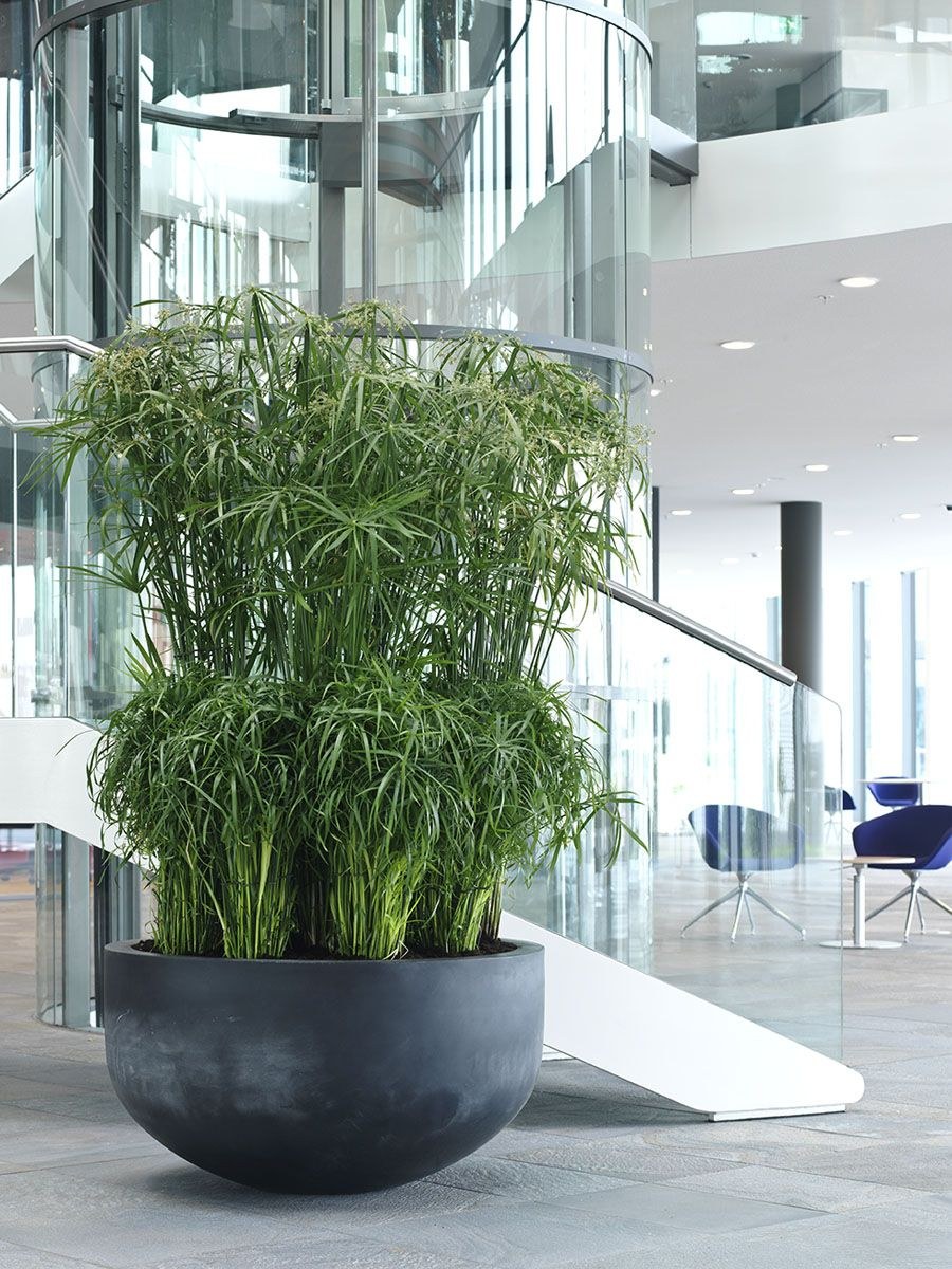 Циперус цветок