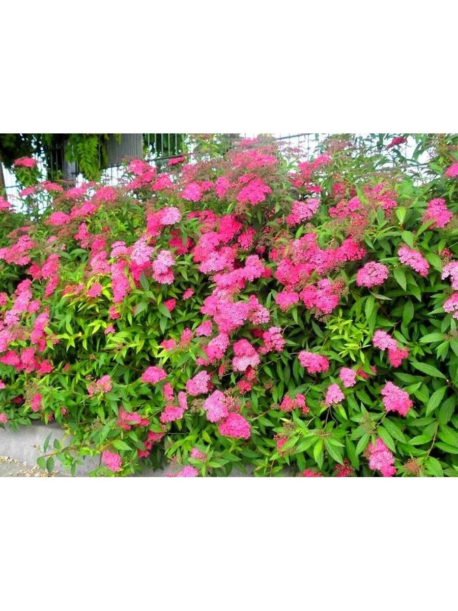 Спирея японская 'Darts Red'