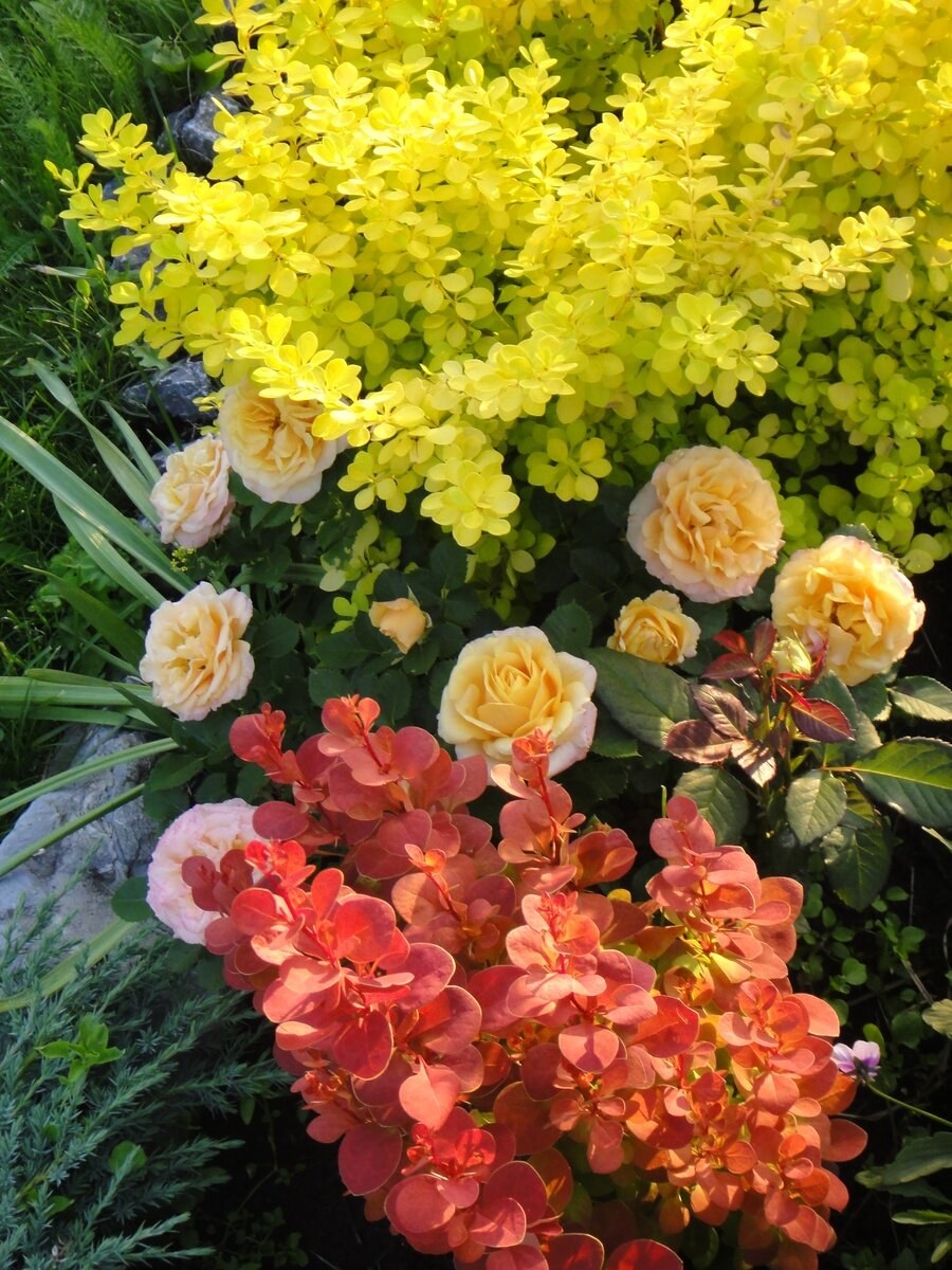 Барбарис, спирея, пузыреплодник