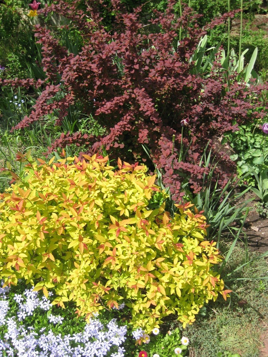 Барбарис Тунберга Ауреа