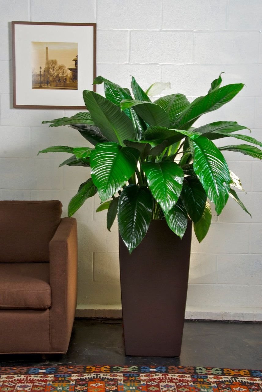 Спатифиллум сенсейшен