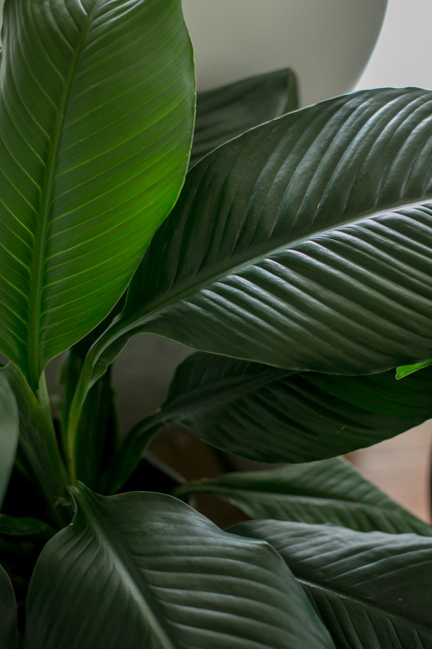 Спатифиллум сорт сенсация