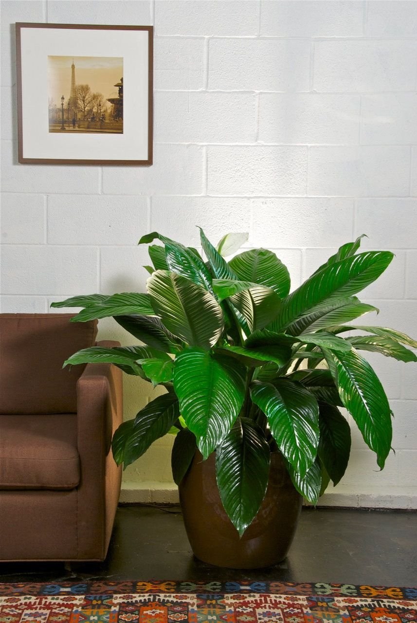 Спатифиллум Ларго