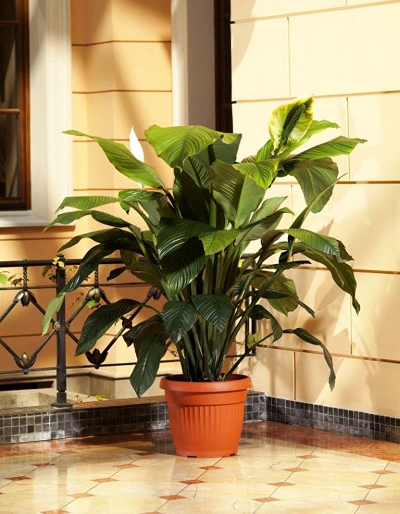 Спатифиллум сенсация