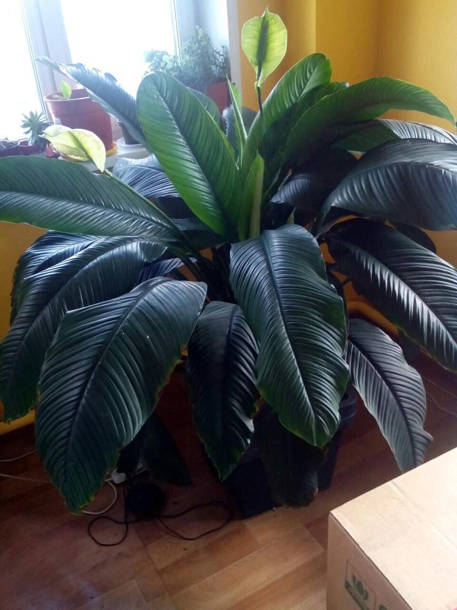 Спатифиллум сенсация Lechuza