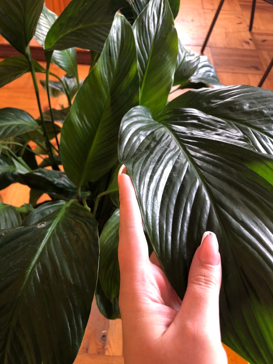 Спатифиллум с крупными тёмными листьями