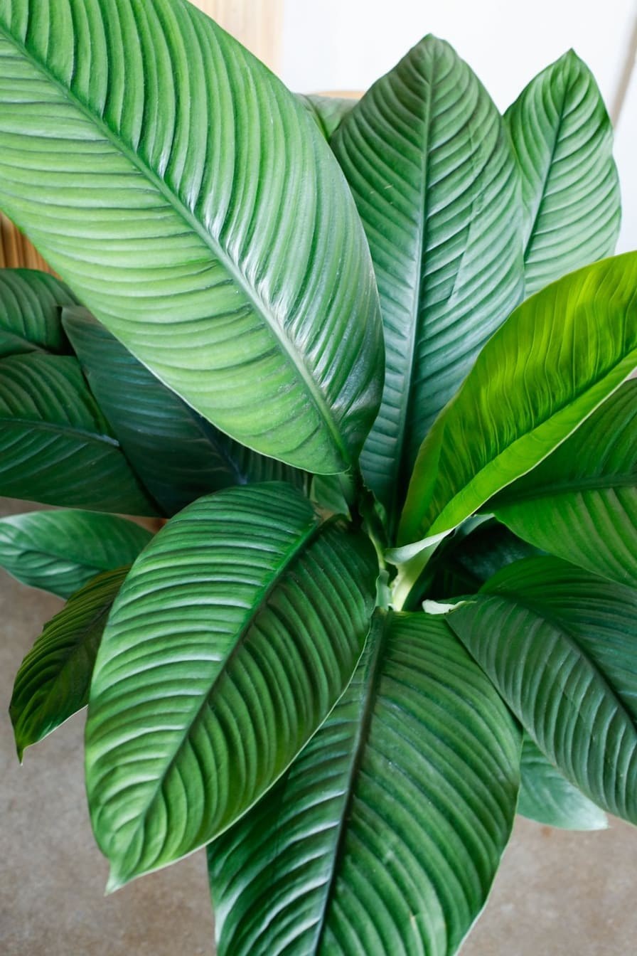 Спатифиллум сенсация (сенсейшен)