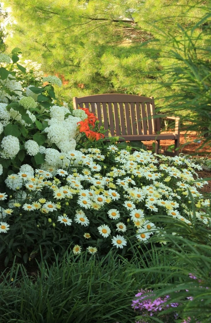 Нивяник Кингс Краун