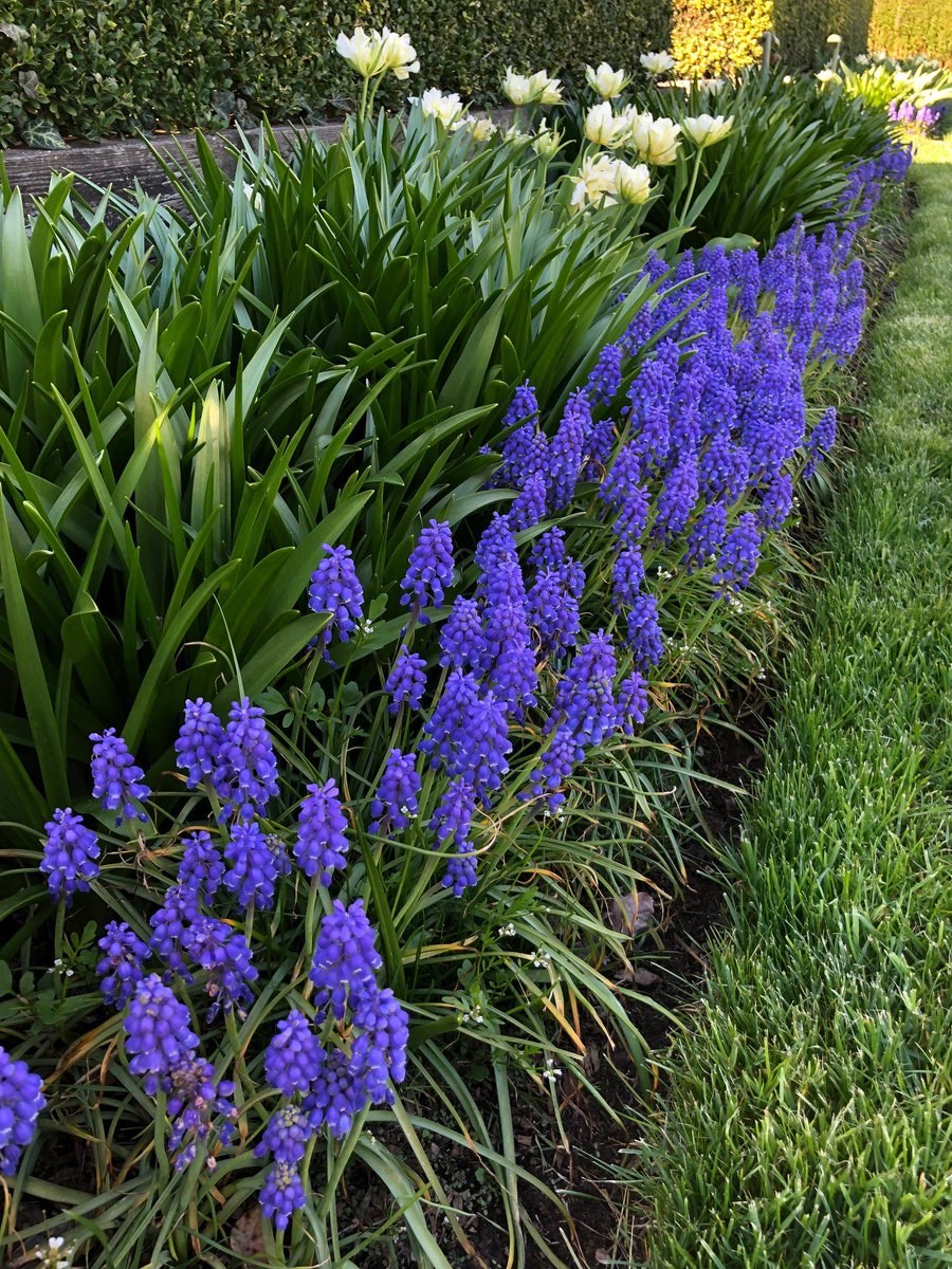 Мускари на клумбе