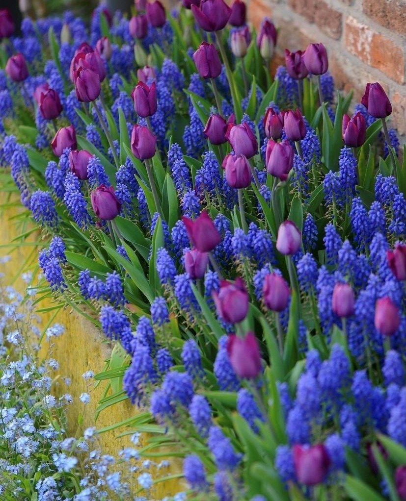 Луковичные цветы мускари