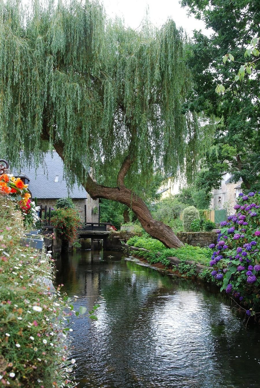 Ива плакучая водопад