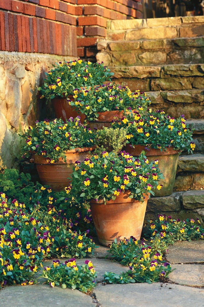 Виола на клумбе