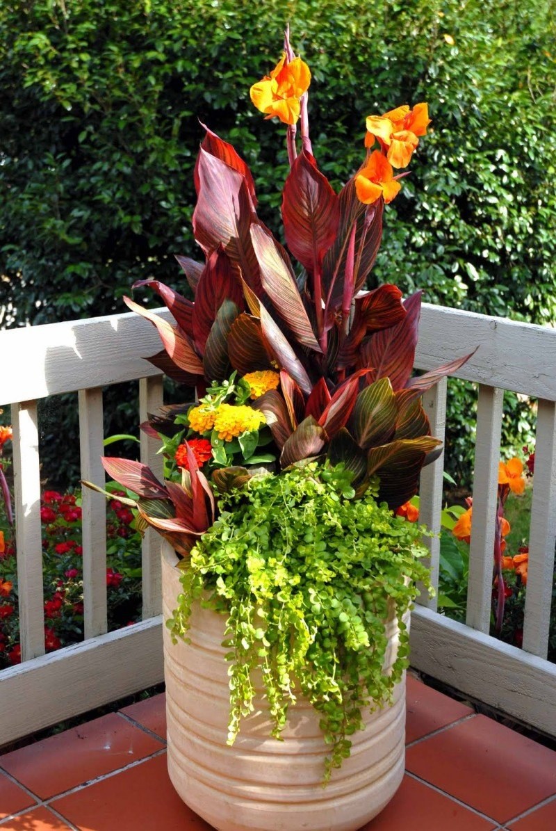 Калла и Канна