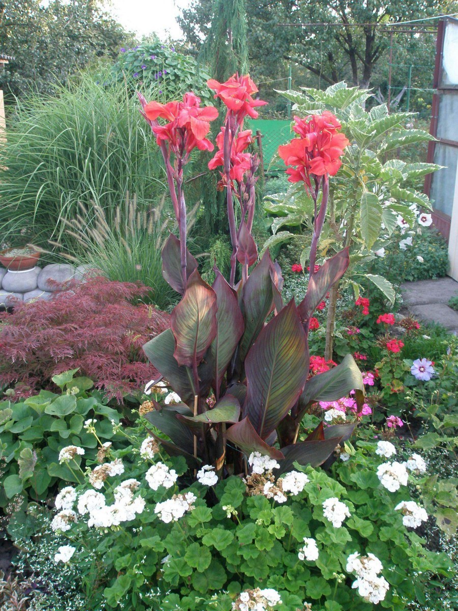 Канна Каннова