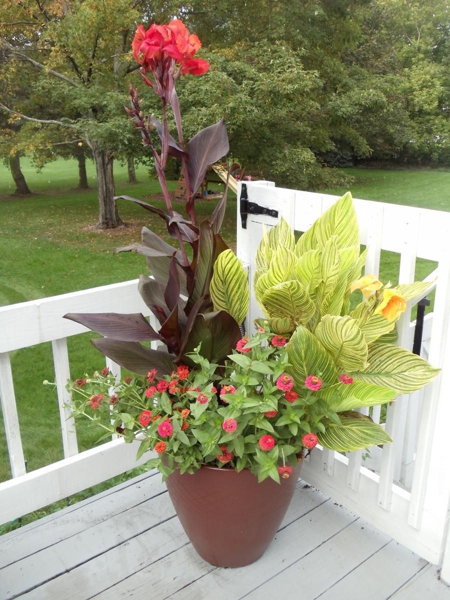 Канна краснолистная Садовая