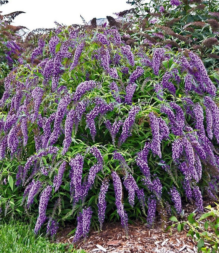 Буддлея Давида Buddleja davidii