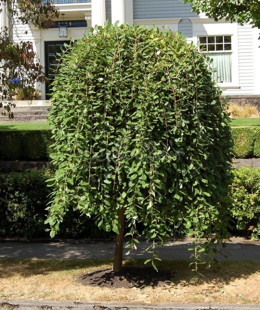 Ива Козья Пендула Килмарнок