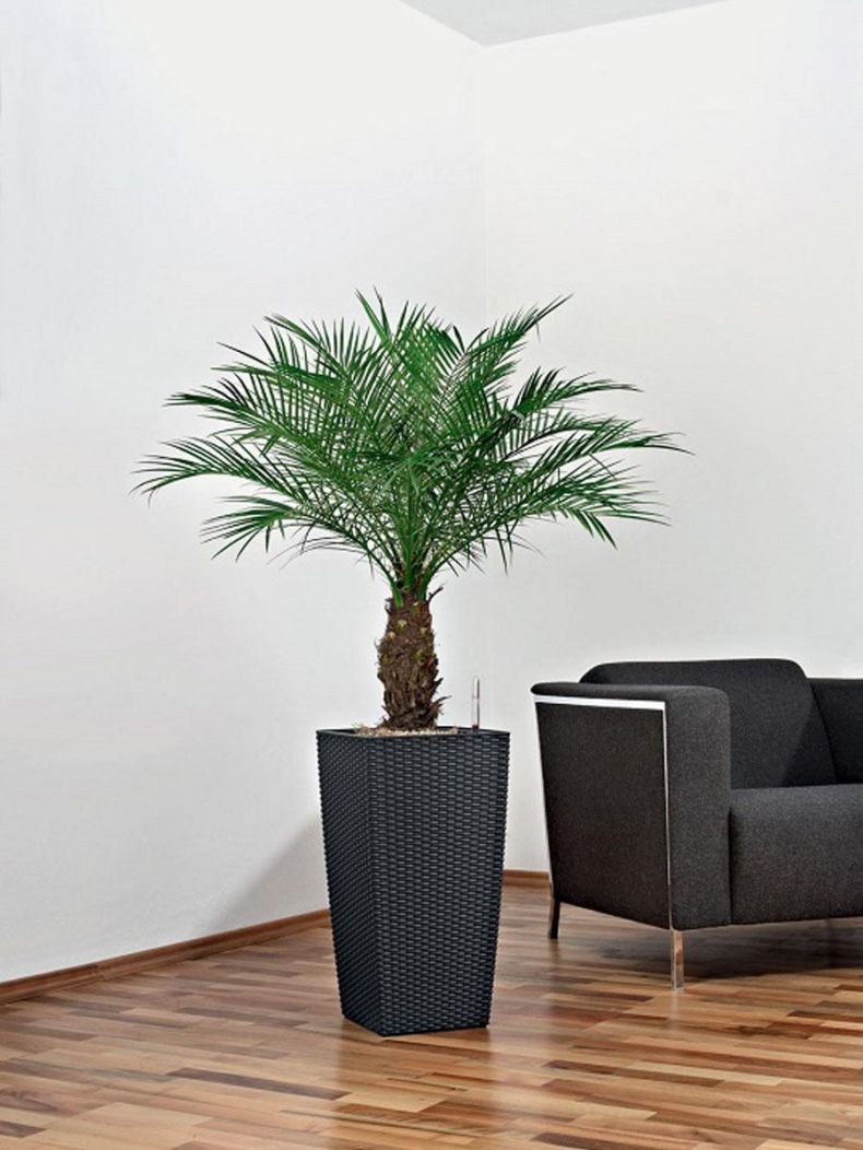 Финиковая Пальма растение