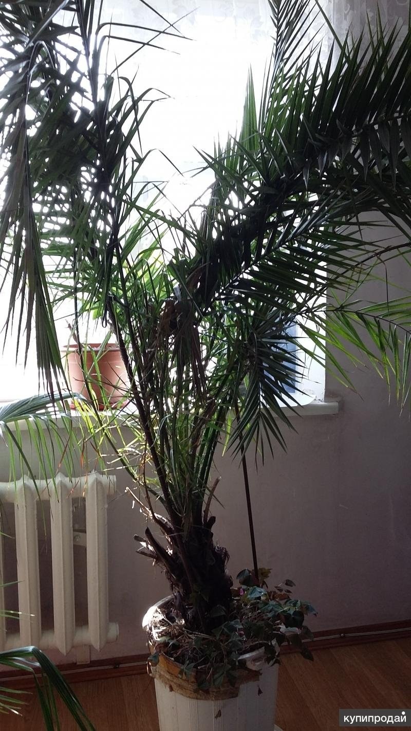 Финиковая Пальма