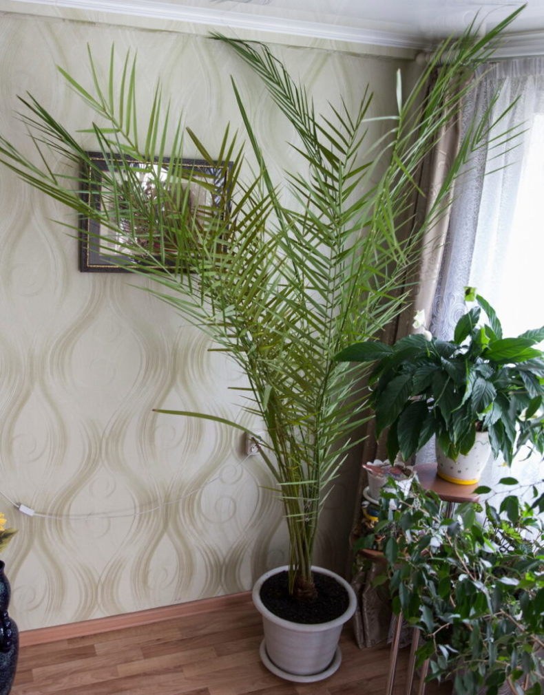 Финиковая Пальма