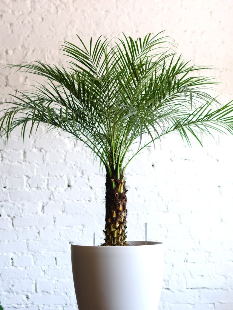 Финик робелини