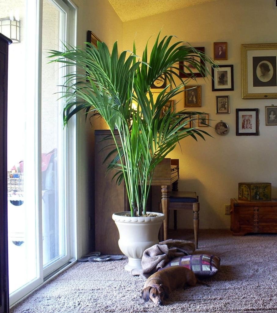 Пальма Кентия в интерьере