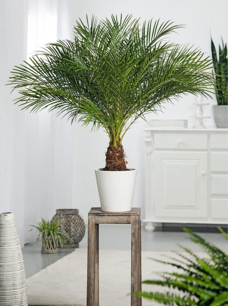 Пальма финик робелини