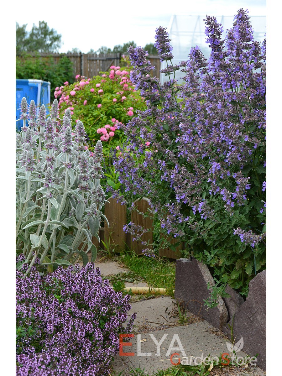 Котовник Фассена 'Snowflake'