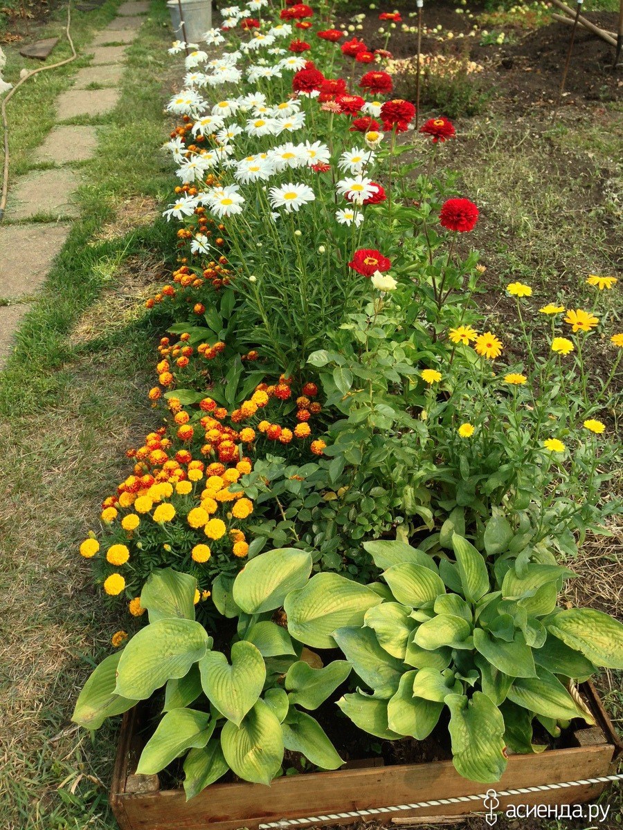 Цинии низкорослые бордюрные