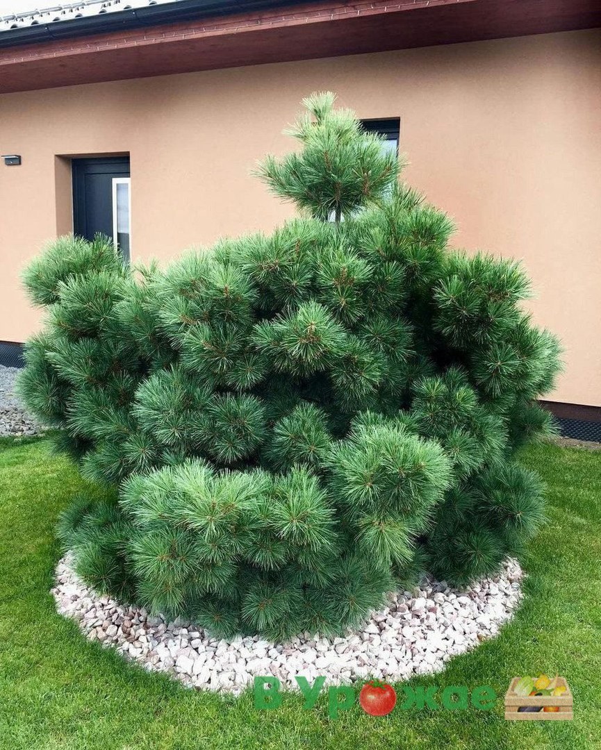 Сосна Веймутова РЕЙНХАУС