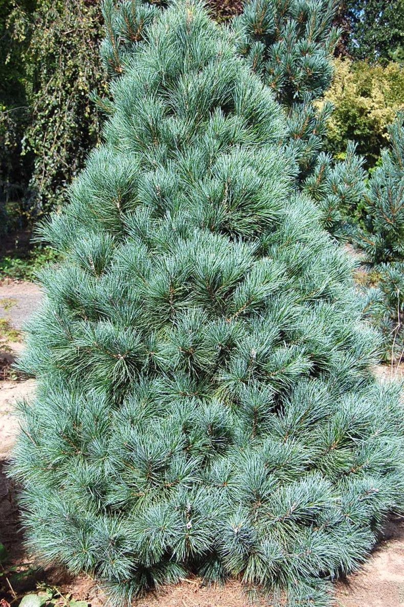 Сосна Веймутова Macopin