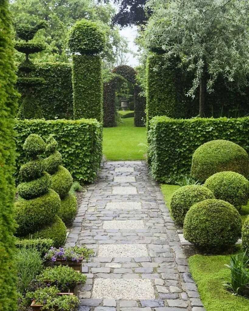 Самшит Живая изгородь