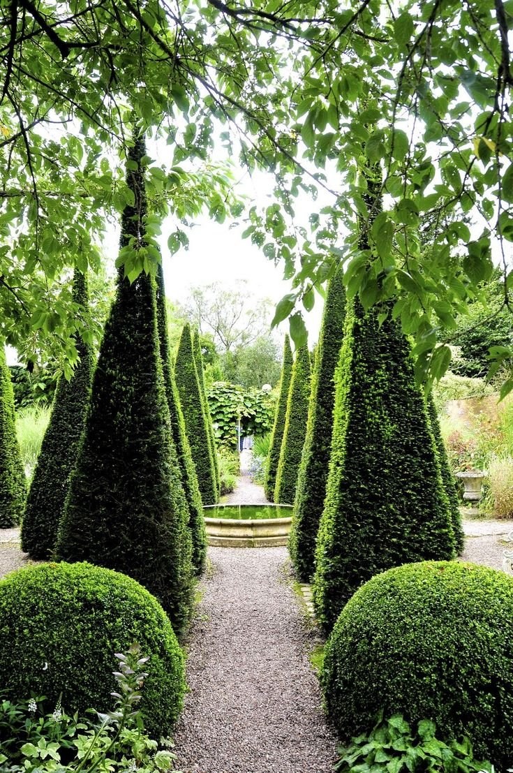 Самшит топиарный