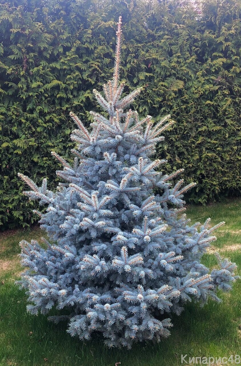 Ель колючая супер Блю Сидлинг