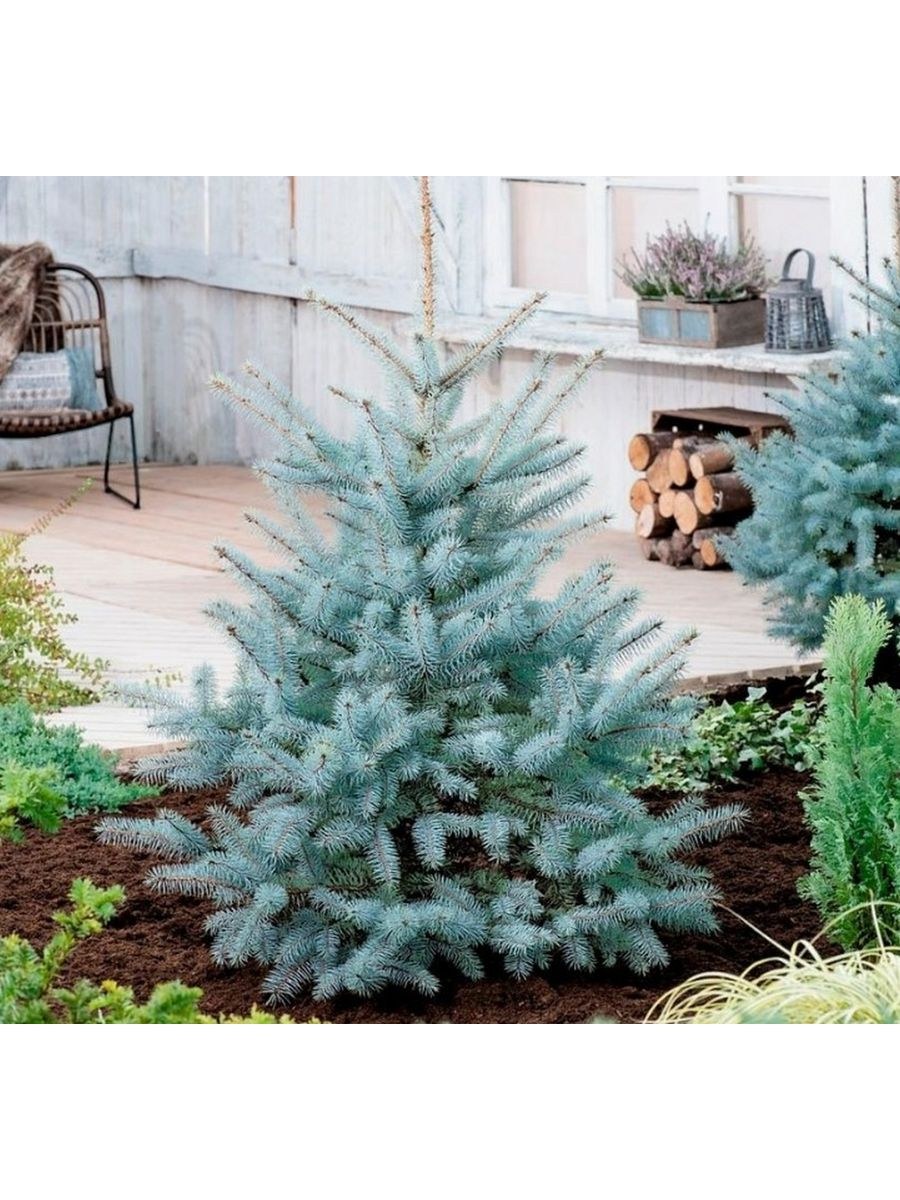 Ель колючая (Picea pungens) Блю Даймонд