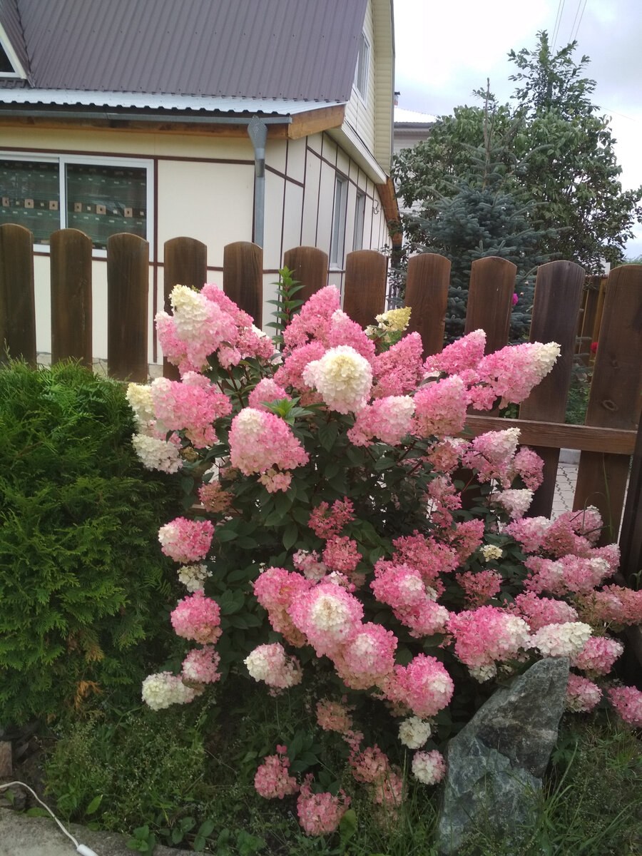 Гортензия Ванилла Фрейз