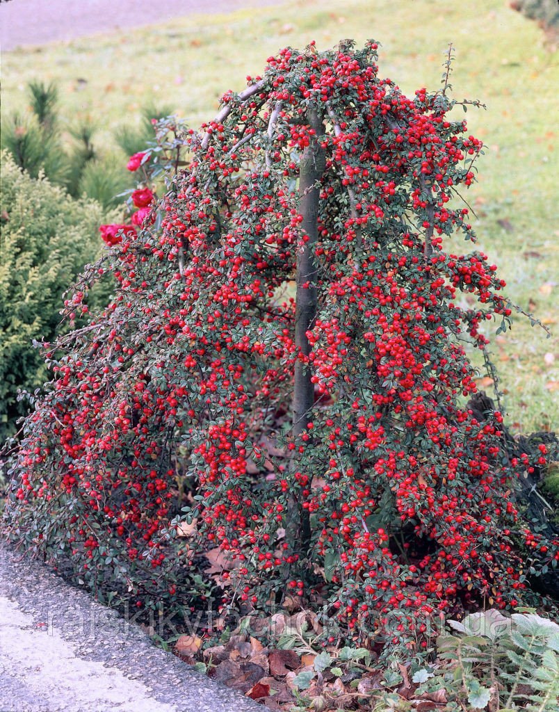 Кизильник гибридный Coral Beauty