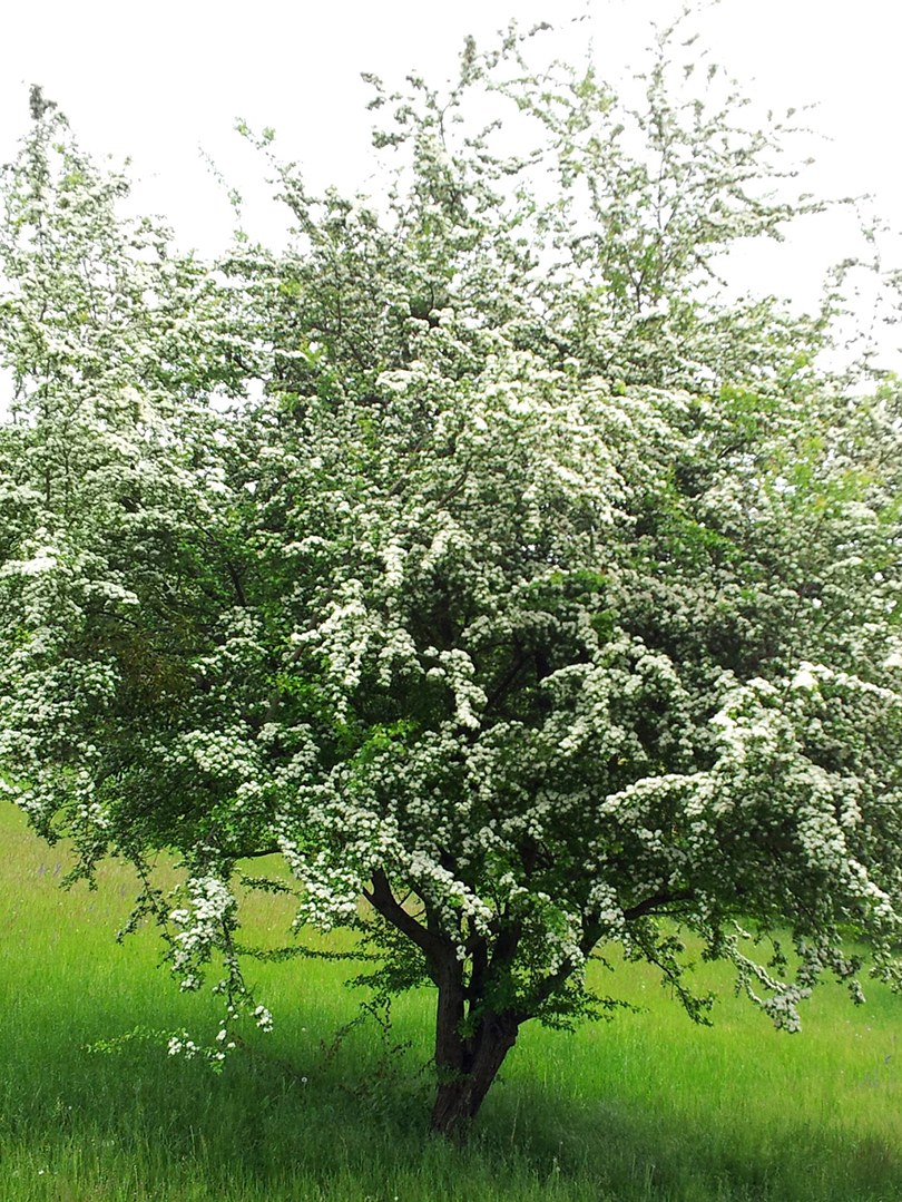 Боярышник однопестичный куст