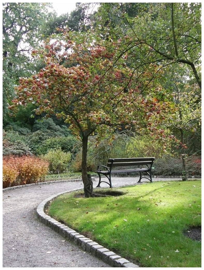 Боярышник Сибирский дерево