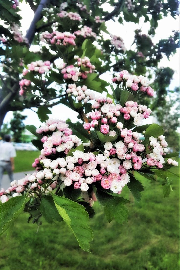 Боярышник морденский Тоба дерево