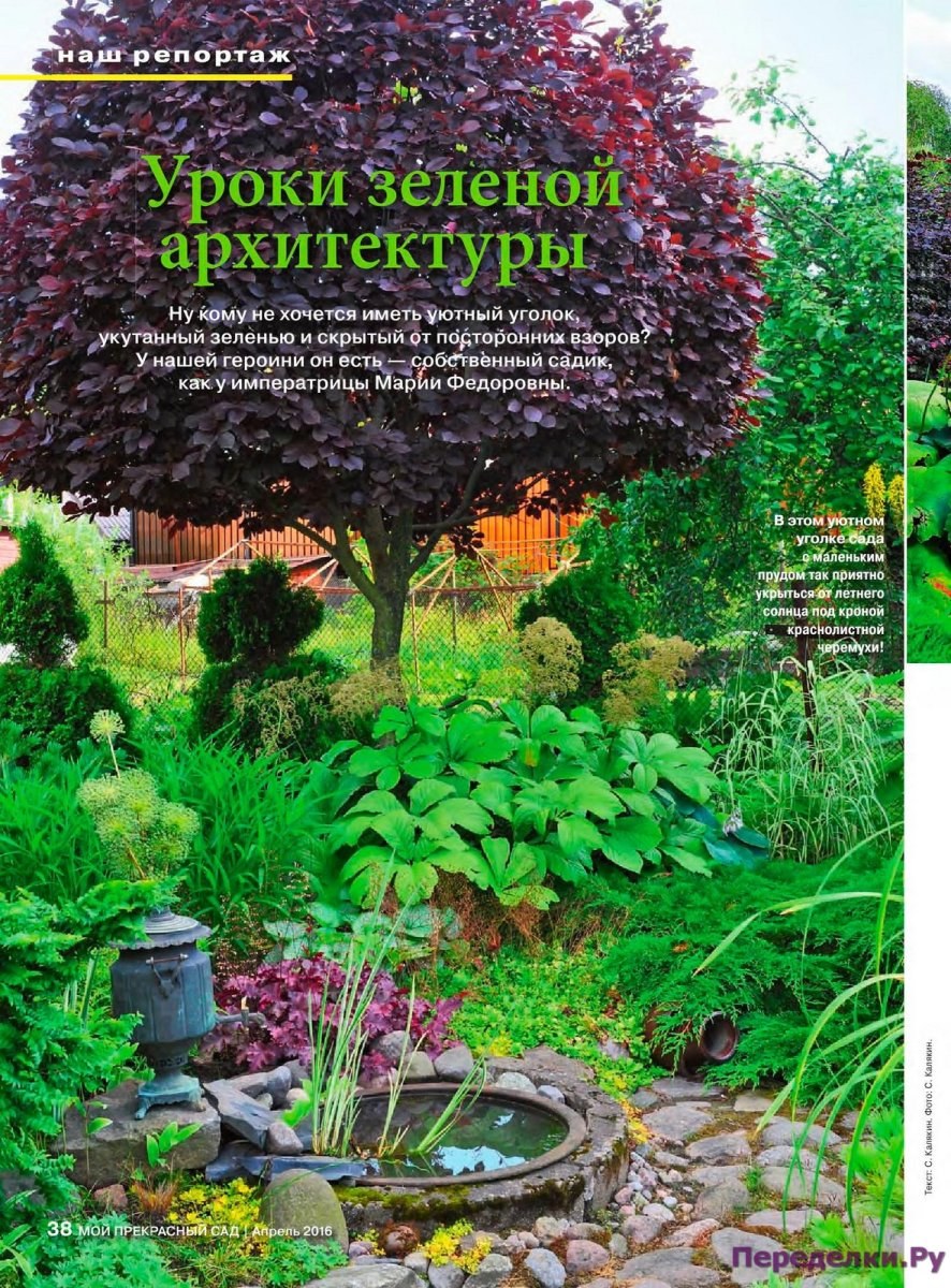 Черемуха виргинская Шуберт (краснолистная)