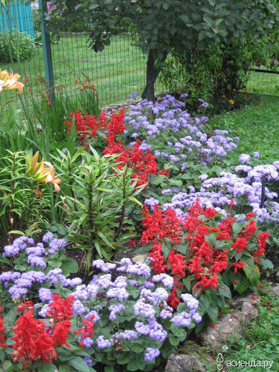 Сальвия и агератум на клумбе