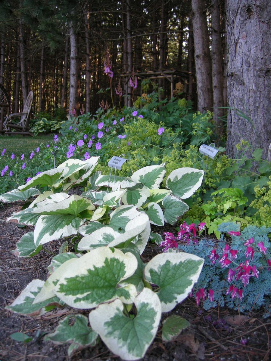 Брунера и Хоста