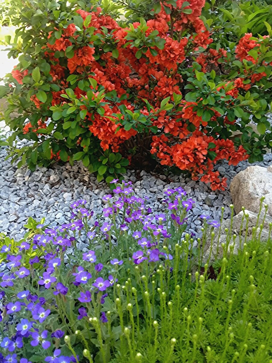 Айва японская Живая изгородь