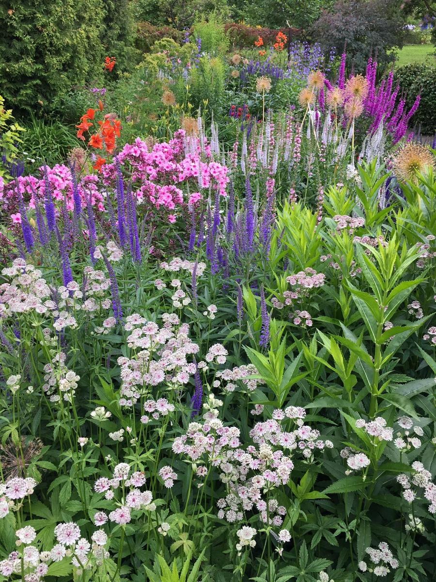 Компаньоны для астранции