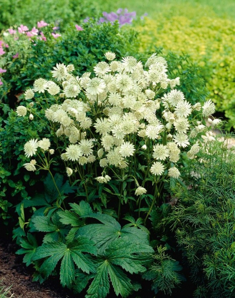 Астранция Snowstar