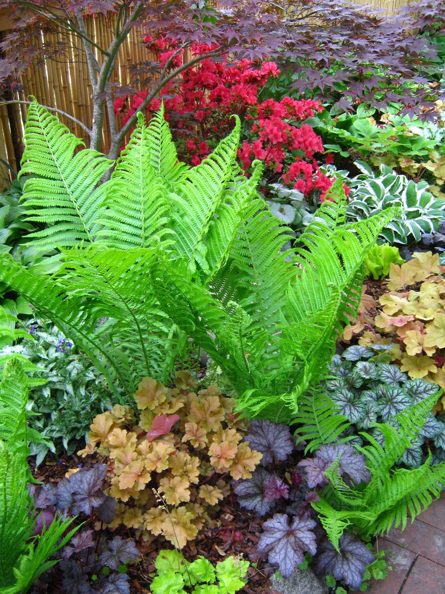 Папоротник садовый страусник