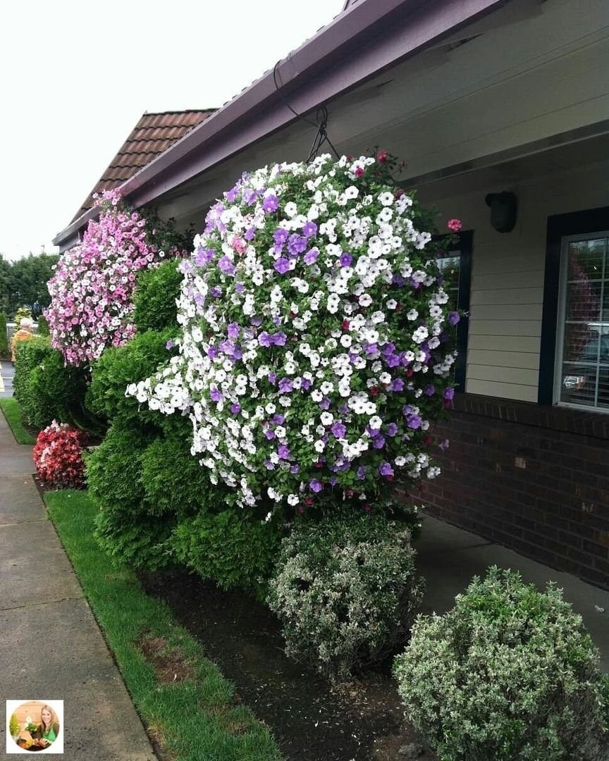 Петуния ампельная