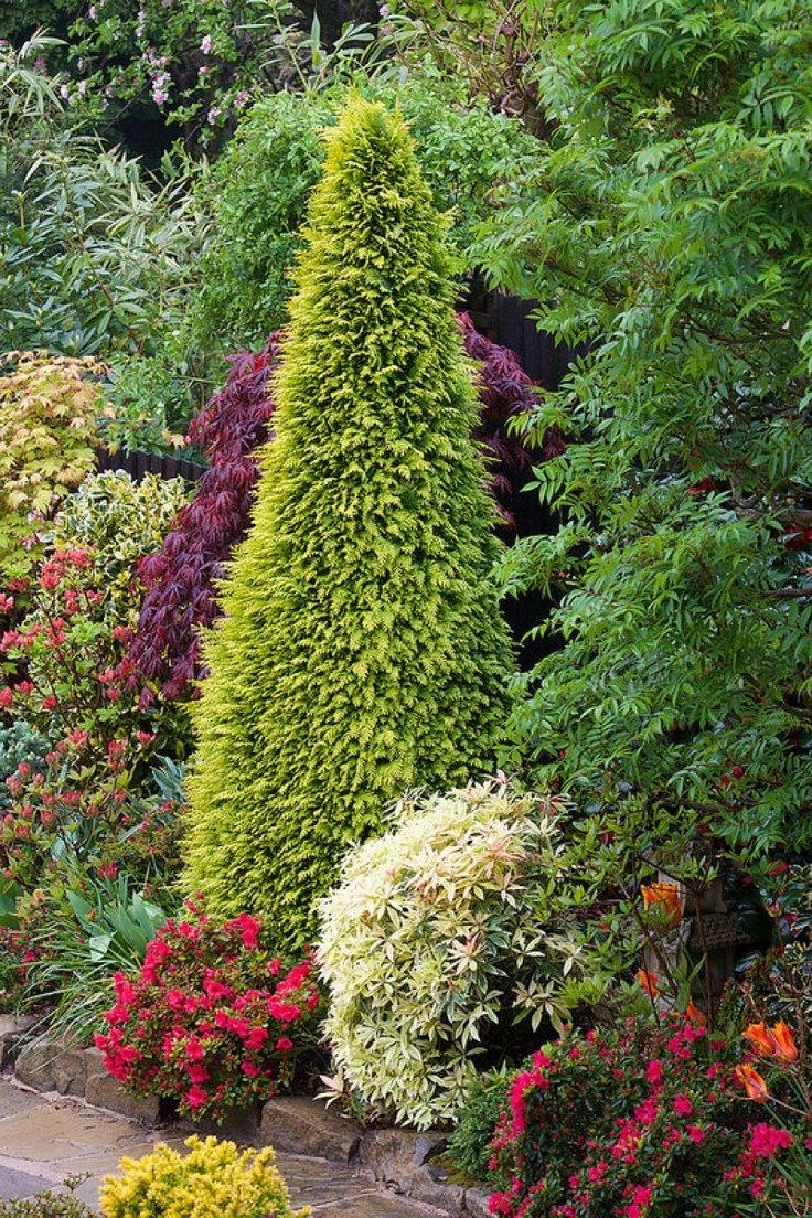 Кипарисовик Стардаст