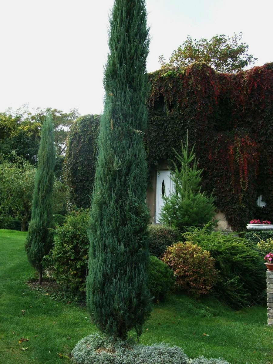 Кипарис колоновидный